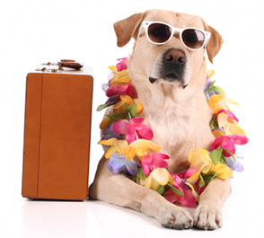 Vakantie je huisdier wordt steeds eenvoudiger Dierenverzekering vergelijken - Vergelijk makkelijk en objectief