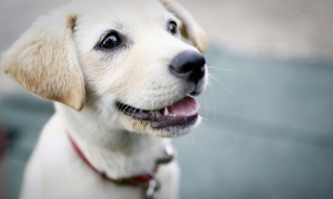 puppyconsult