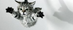 Kattenverzekeringen vergelijken
