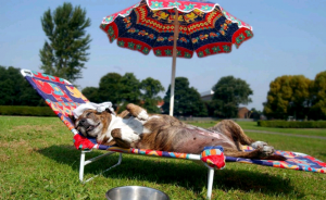 Dierendag